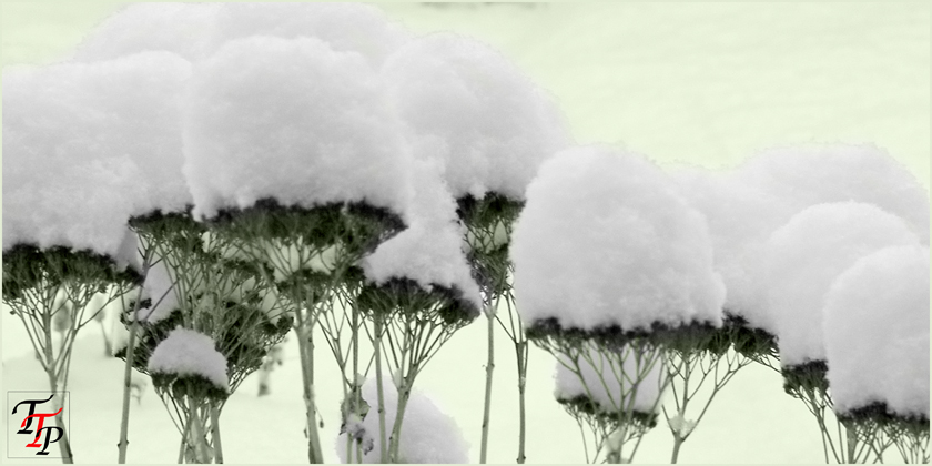 Landscapes by Tyrone A Taylor